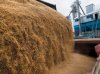 Зерновые укрепляются на мировых рынках