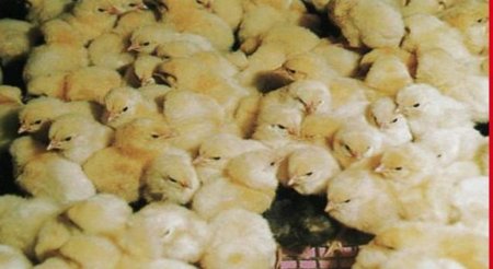 Группа Продо  приняла участие в международном форуме птицеводства