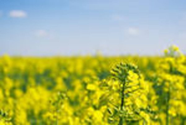 В Нижегородской области ожидается хороший урожай рапса