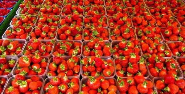 В Тульской области наступил ягодный сезон