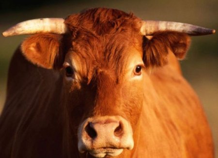 В Башкирии ставится задача по наращиванию поголовья скота