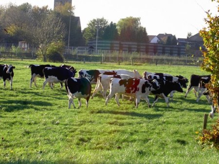 Отреставрировали ферму в деревне Медведки