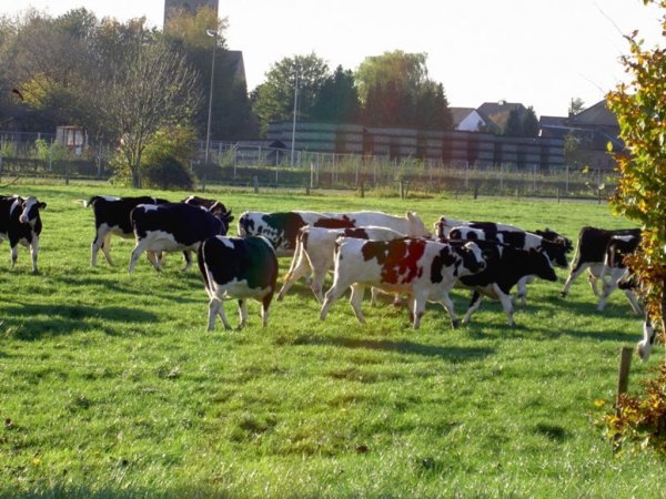 Отреставрировали ферму в деревне Медведки