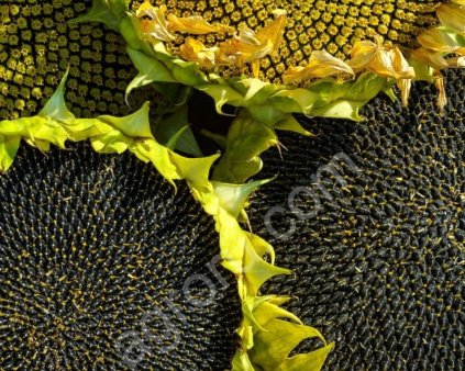 Семена гибридов подсолнечника Лимагрейн