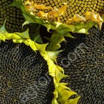 Семена гибридов подсолнечника Лимагрейн