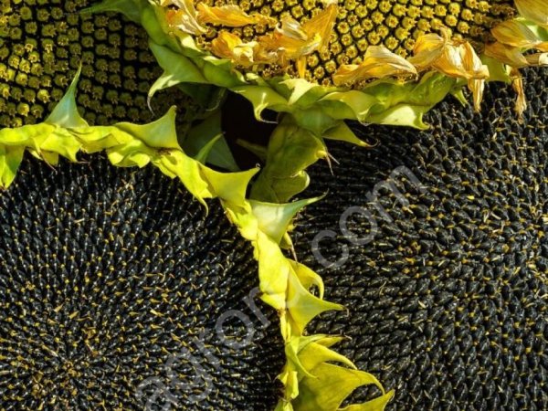 Семена гибридов подсолнечника Лимагрейн