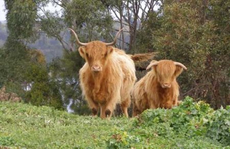 90% молочных ферм в Кентербери не наносят вреда окружающей среде