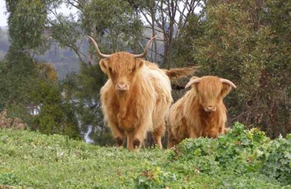 90% молочных ферм в Кентербери не наносят вреда окружающей среде