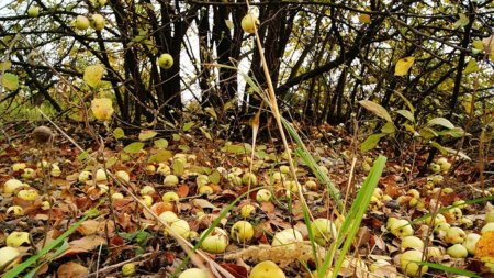 В США некому собирать яблоки из-за ужесточения закона о миграции