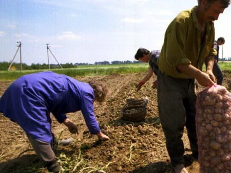 В РТ картофель убран с половины прогнозных площадей
