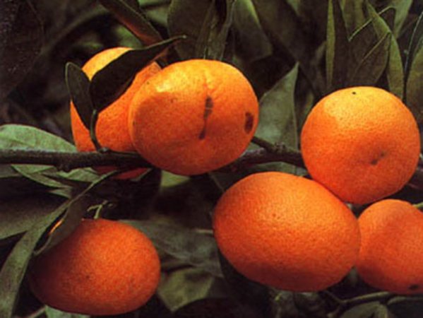 Партию зараженных сатсумов вернули обратно в Хорватию