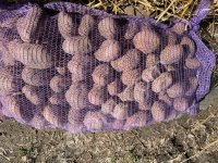 Картофель оптом Беллароза