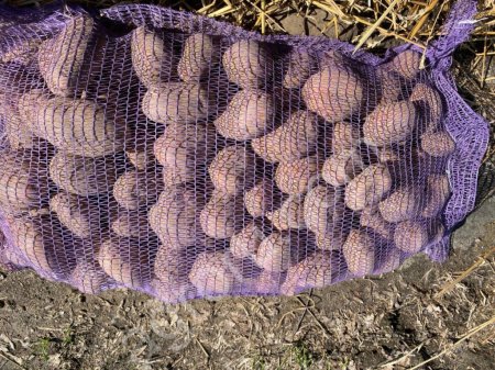 Картофель оптом Беллароза