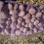 Картофель оптом Беллароза