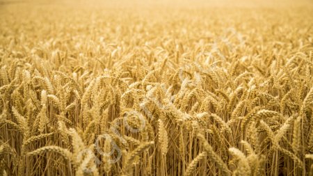 Семена пшеницы от тпроизводителя