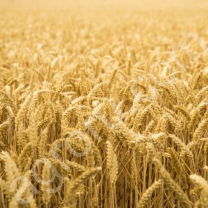 Семена пшеницы от тпроизводителя