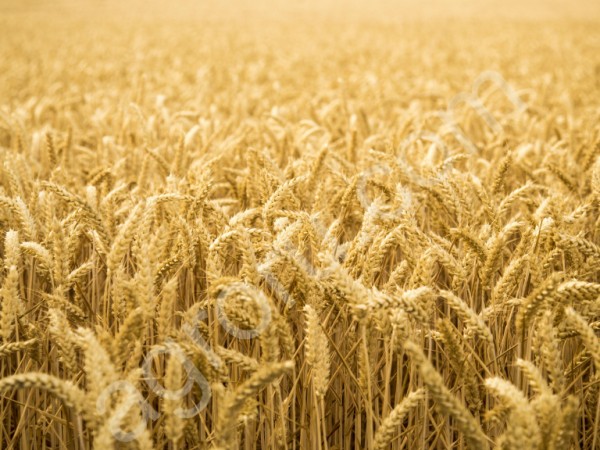 Семена пшеницы от тпроизводителя