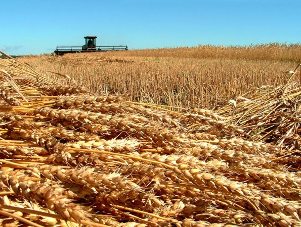 Состояние озимых в Беларуси ученые считают удовлетворительным