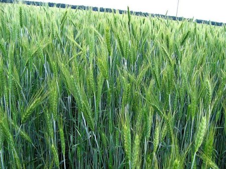 Минсельхоз США: Россия обошла всех по экспорту пшеницы