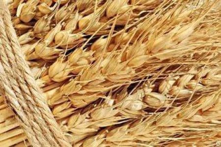 Иркутская область планирует нарастить объемы производства зерна