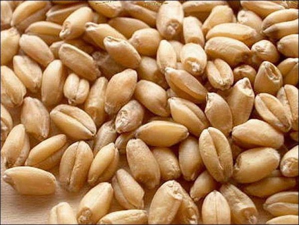 Государство в четверг купило в Крыму более 4 тыс. тонн зерна