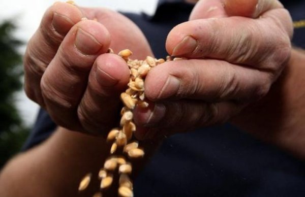 Кому нужно российское зерно?