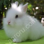 Декоративные кролики