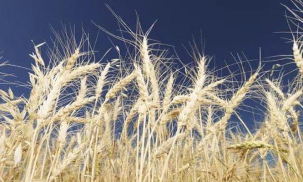 Краткий обзор зернового рынка