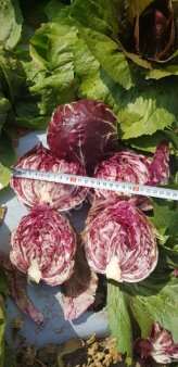 цикорий Радиккио Кьоджа