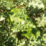 Арбуз оптом