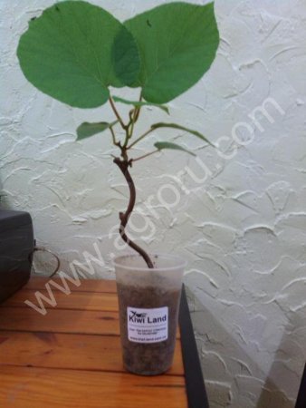 саженцы киви сорта Киви Карпат Стратона «Валентайн»