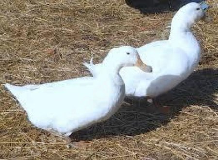 утки живыми или мясом