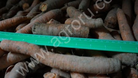 Морковь 2 сорта