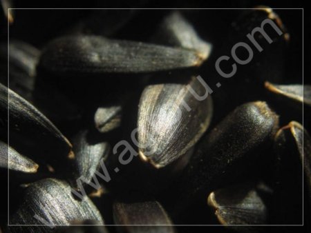 СЕМЕНА ГИБРИДОВ ПОДСОЛНЕЧНИКА