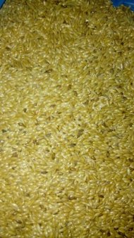 Канареечник, Канареечное семя