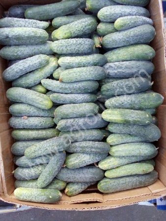 Огурцы оптом.