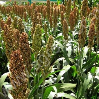сорго лён <span>кукуруза</span> суданская трава