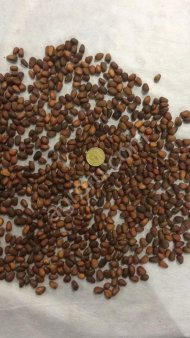 Орех кедровый