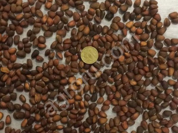 Орех кедровый