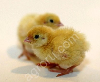 Инкубационные яйца Индопёлок