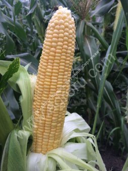 Cемена сладкой кукурузы Тести Голд F1 Agri Saaten GmbH