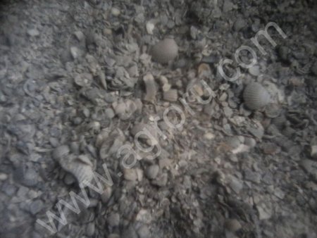 Ракушка морская кормовая