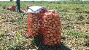 ЛУК