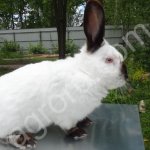 Кролики Калифорнийской породы.