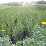 кизильник блестящий