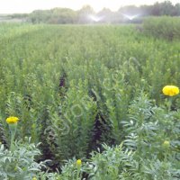 кизильник блестящий