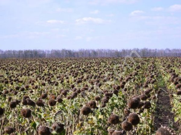 подсолнечник масленичный ГОСТ