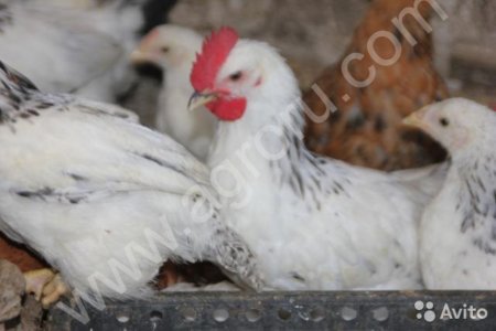 Петухи Адлерские серебристые и Кучинские на племя