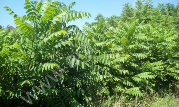 Саженцы Грецкого, Фундука, Чёрного ореха...