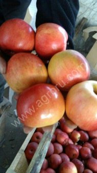 Яблоки оптом